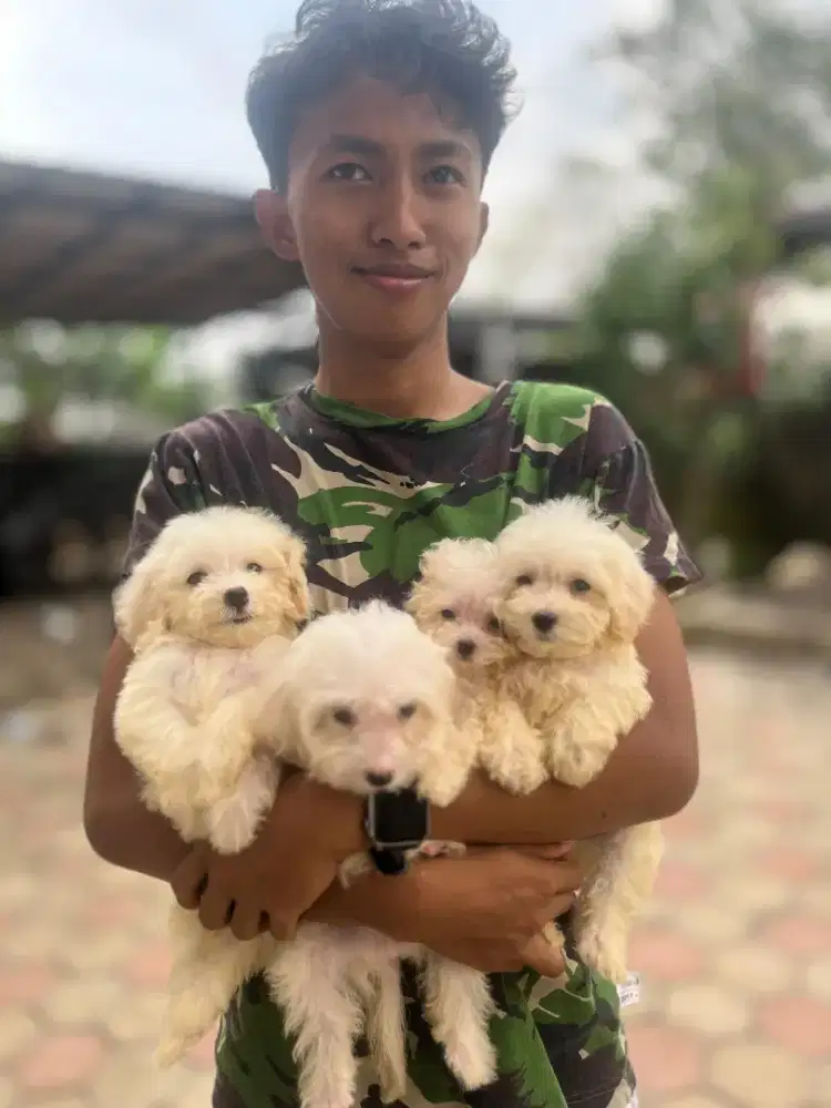 Maltipoo 850/ekor jantan betina