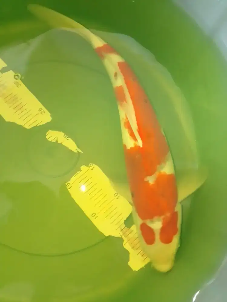 Ikan koi jenis Ai Goromo 38cm bagus pola kacamata