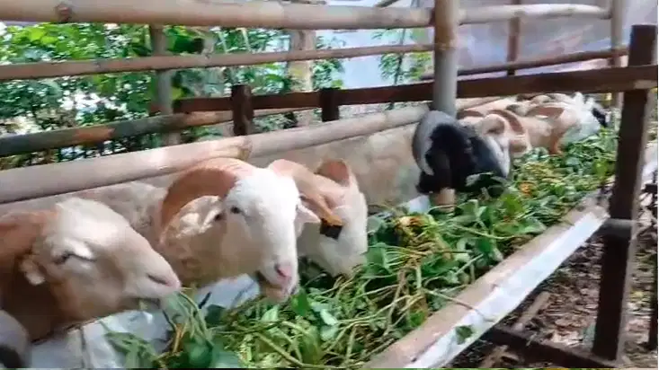 Jual Domba Qurban Berkualitas Harga Bersahabat Mulai 2,5 Jt