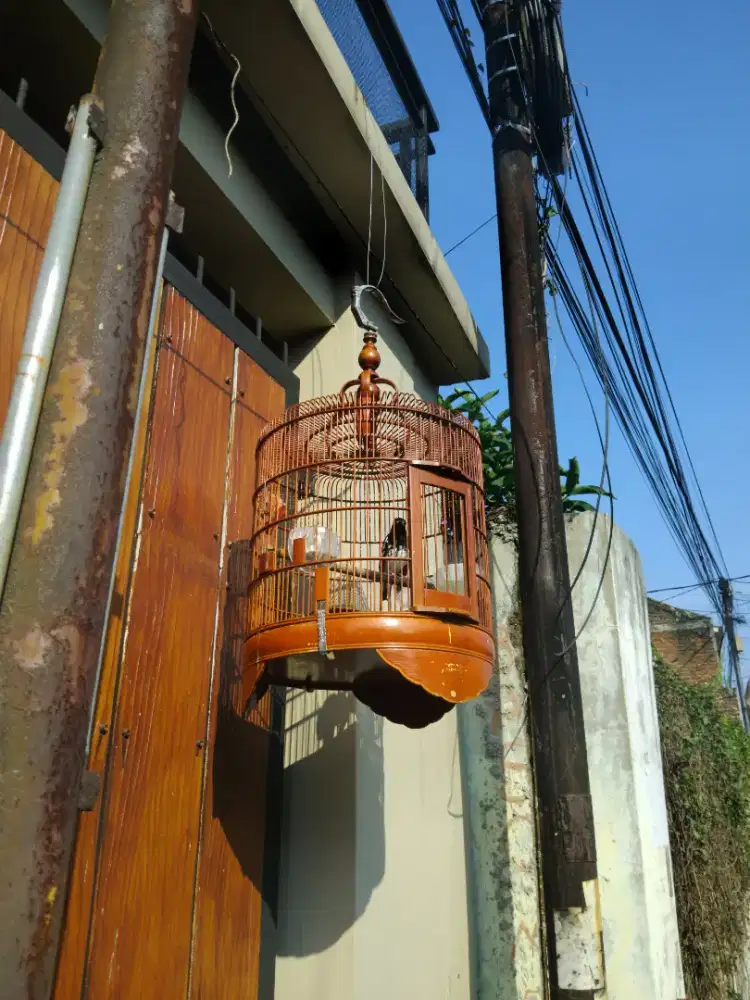 Burung anis kembang gacor