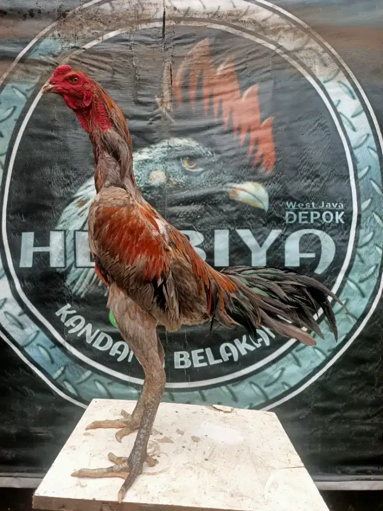 Ayam koyngon pakhoy mangon