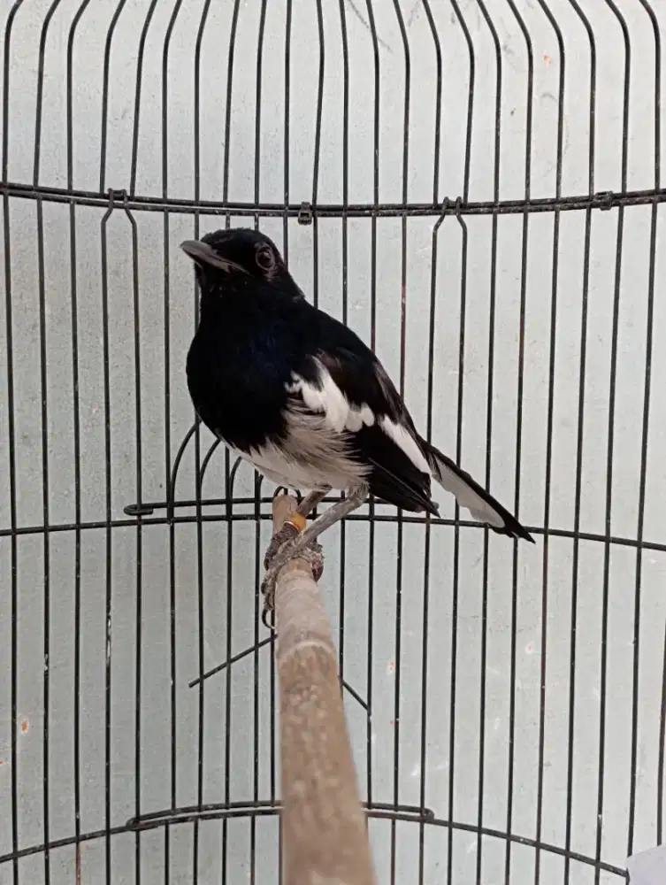 Burung kacer jantan gacor pake ring