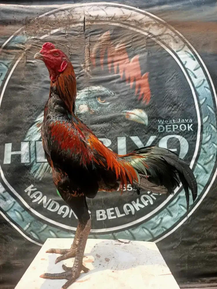 Ayam koyngon pakhoy mangon