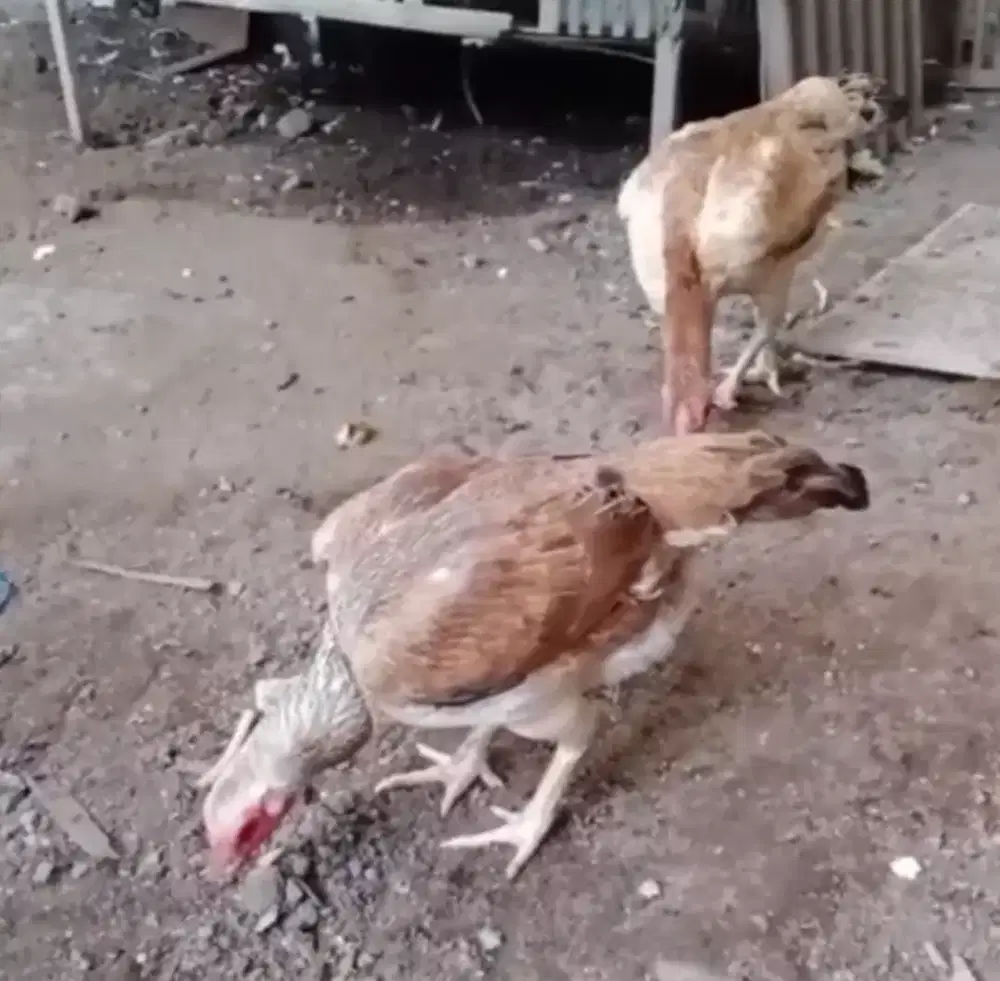 Jual cpt 2 induk ayam bangkok jumbo