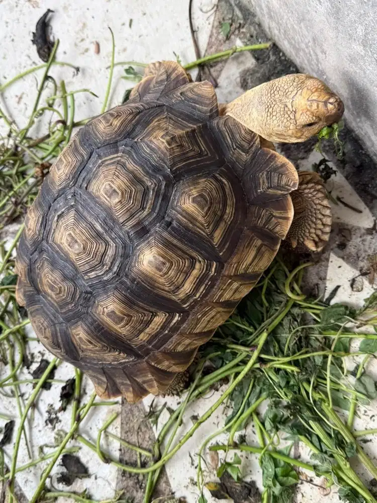 Kura sulcata 31cm jantan