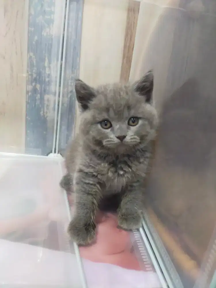 Kucing bsh British shorthair kitten open booking