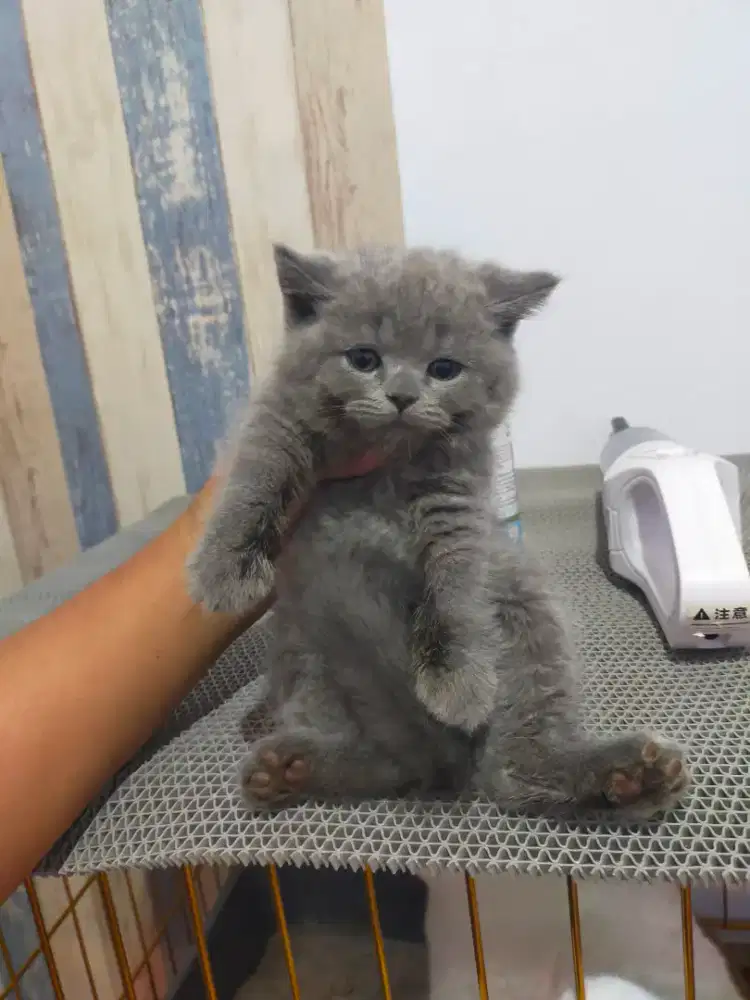Kucing bsh British shorthair kitten blue solid