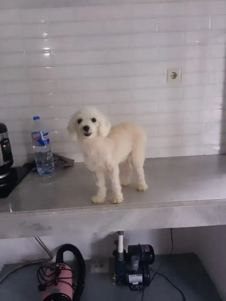 Ganti pakan betina poodle