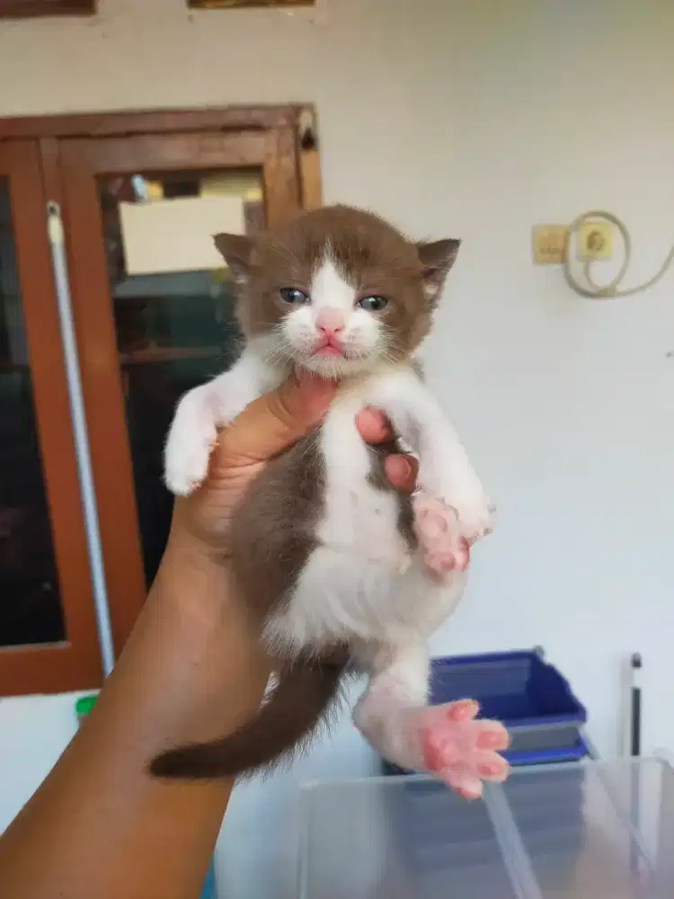 Kucing bsh cinnamon British shorthair ob