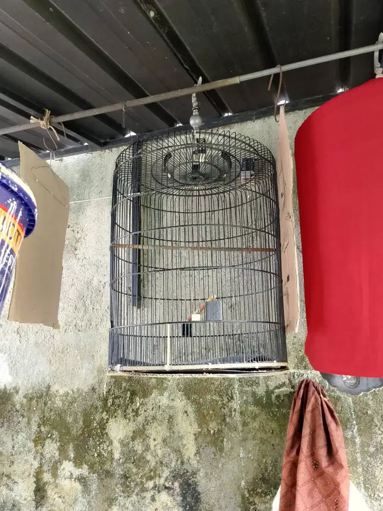 Sangkar bulat Murai batu harian non tebok