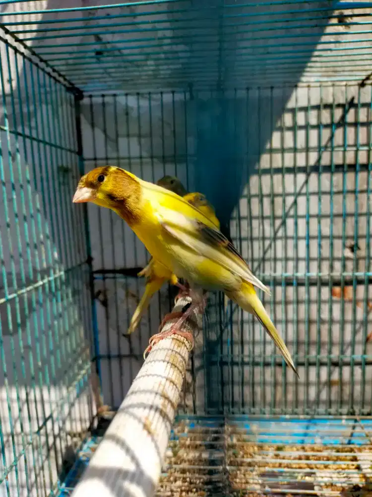 Burung kenari AFsf paud/anak jantan