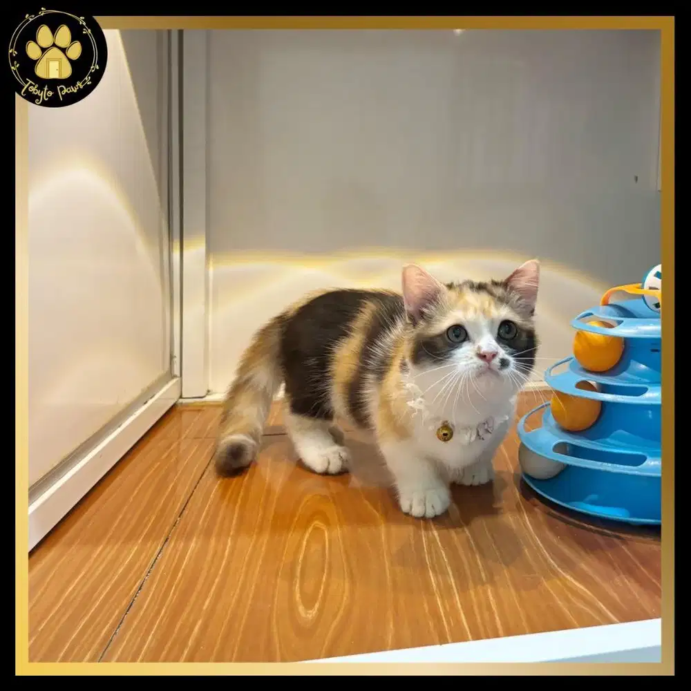 OPEN BOOKING MUNCHKIN SHORTHAIR BETINA CALICO