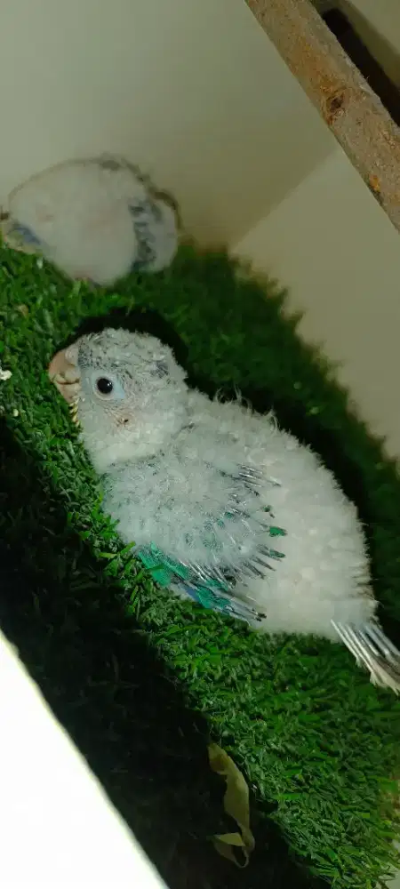 Baby yellow side turquoise
