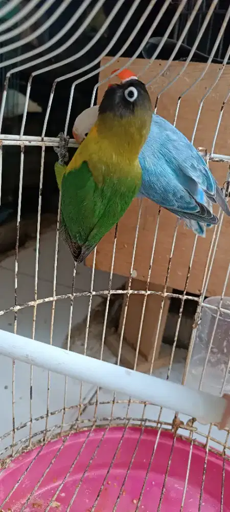 Dakori mantullll