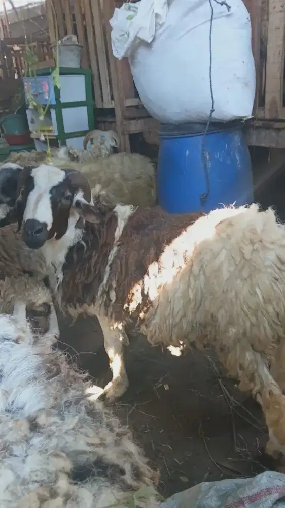 Kambing qurban ok