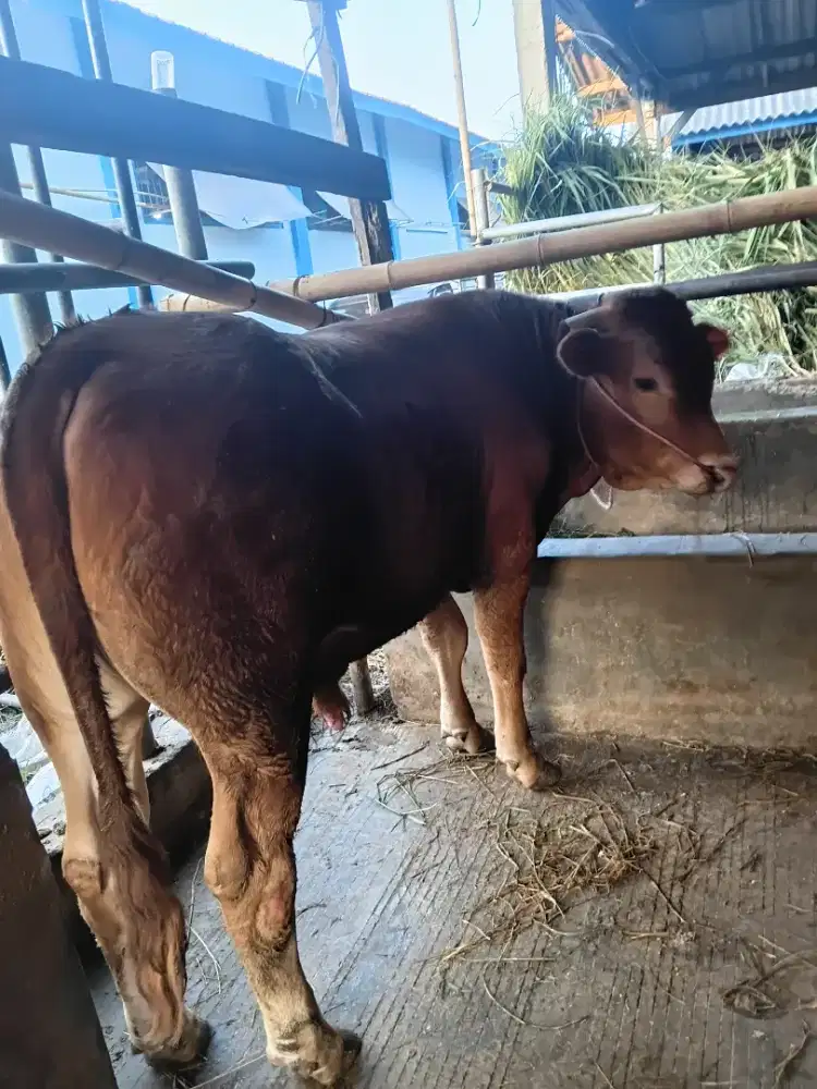 Sapi qurban pass