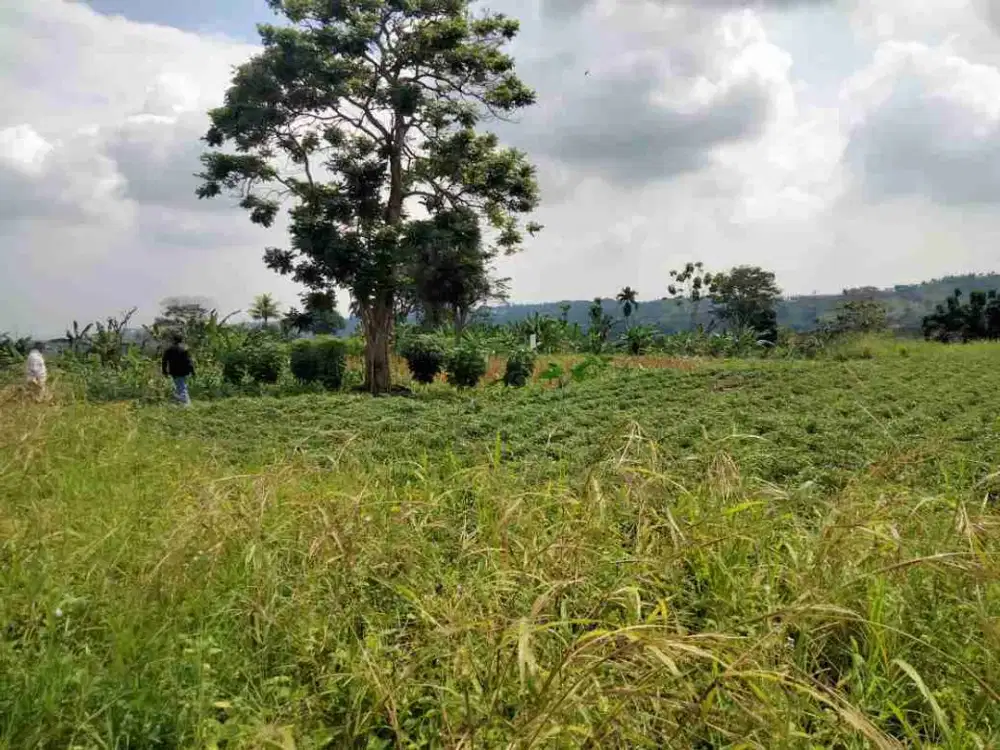 lahan tanah kosong di lewimalang megamendung
