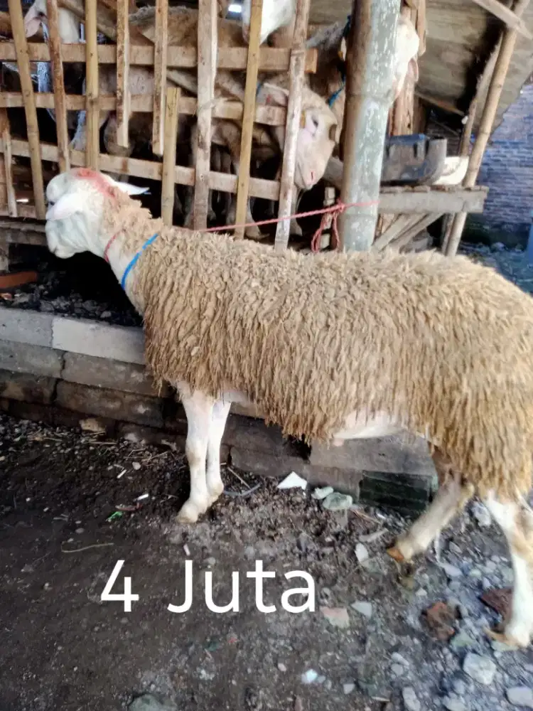 Jual Kambing Qurban Tulangan,sidoarjo