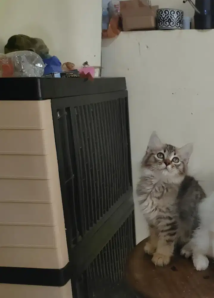 Kucing kitten persia / anggora / himalaya / peaknose / flatnose