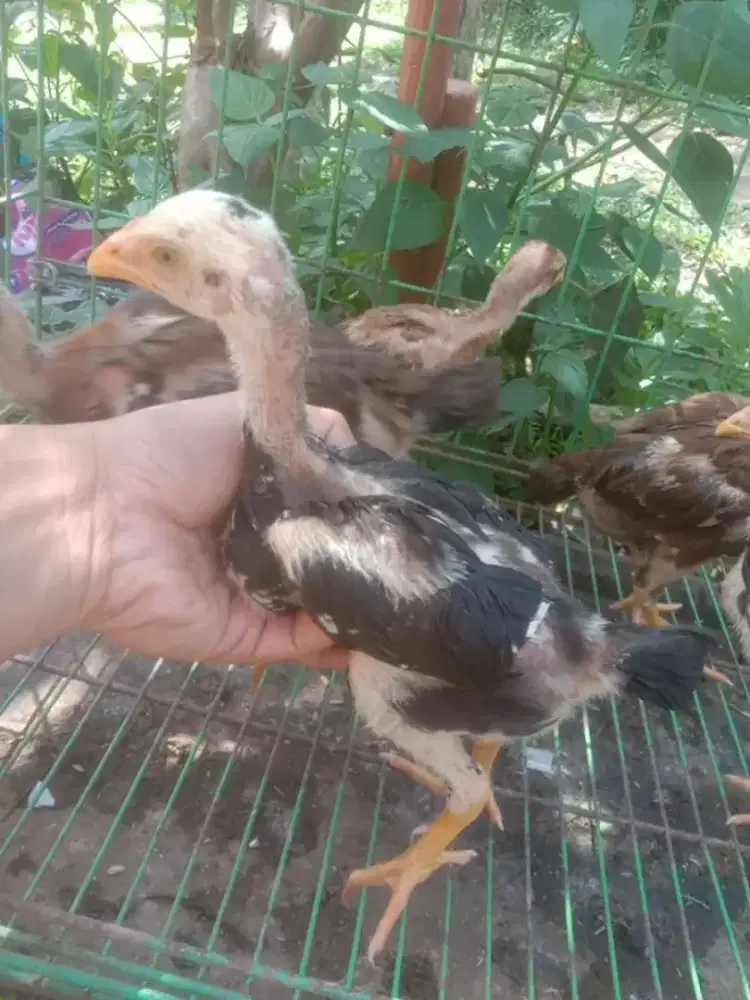 Anak ayam pakhoy vidio ada brakot mantap murah jos