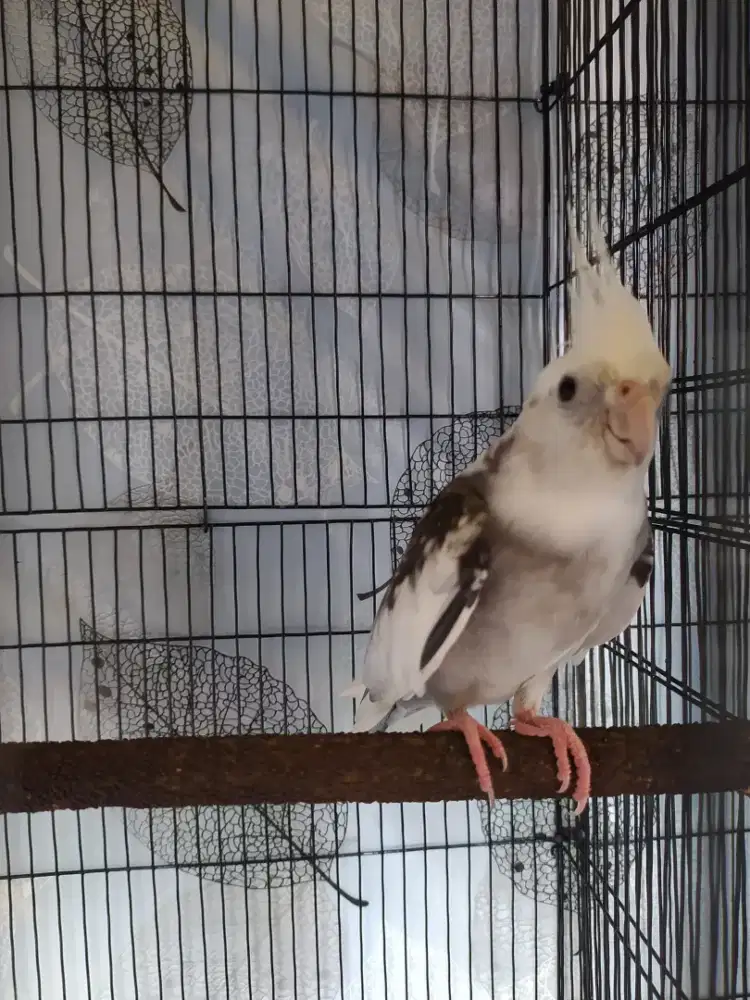 Falk whiteface split albino