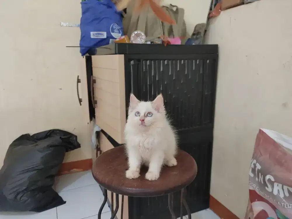 Kucing kitten ragdoll mix mainecoon / himalaya / anggora / persia