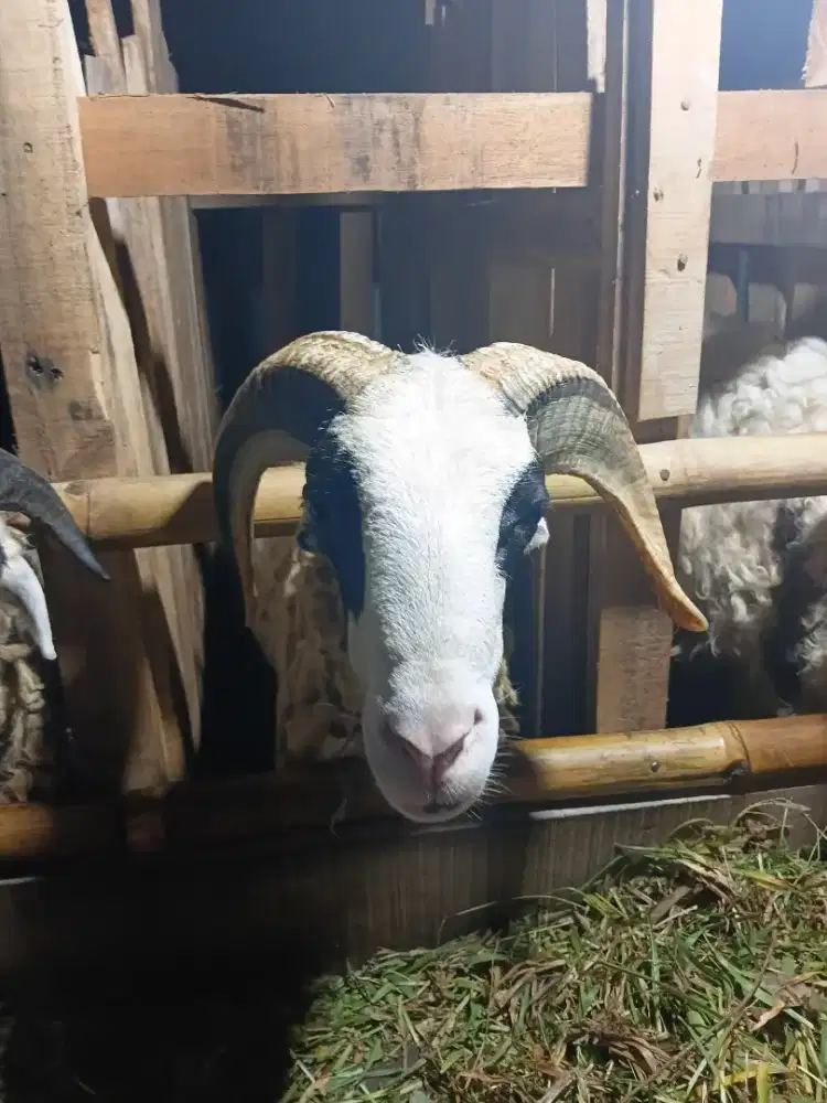 Domba qurban pantas