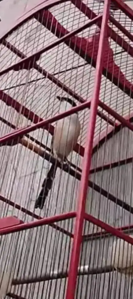 Di jual burung pentet gacor isian banyak