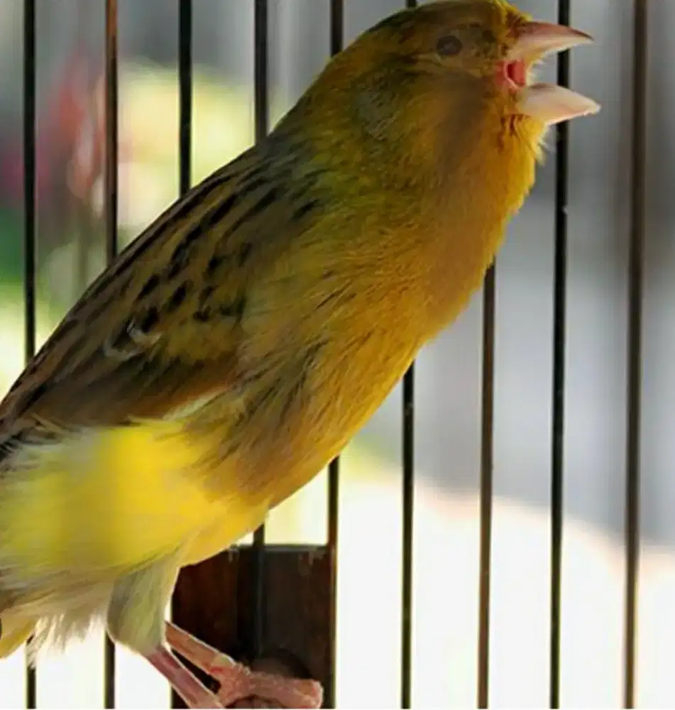 Burung kenari SERI AF..99,9% full gacor siap tempur..yg minat silahkan