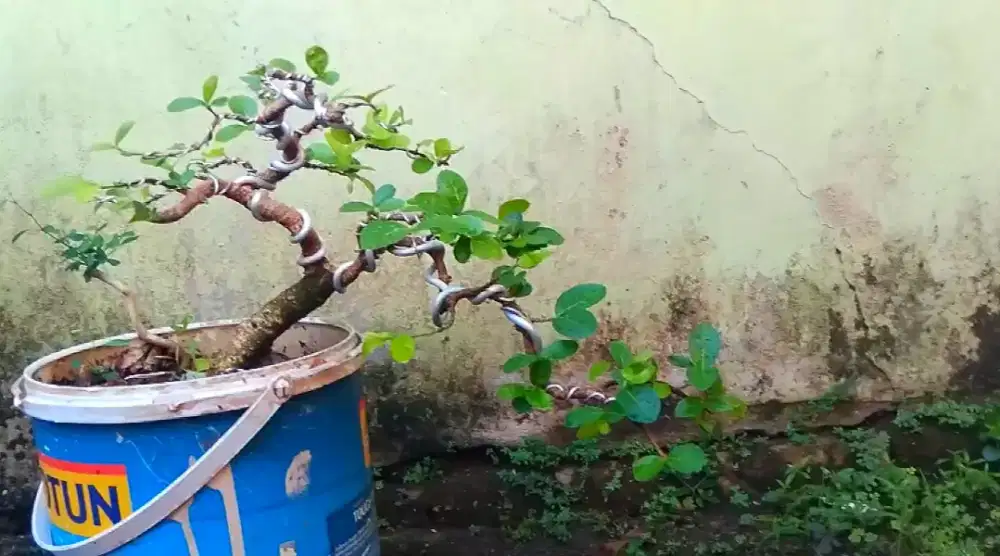 Bonsai sianci/ cherry barbados