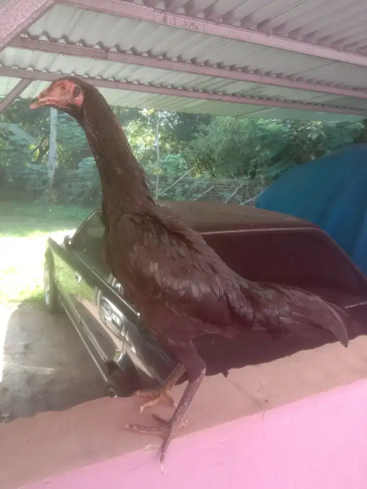 Ayam betina pakhoy line 3 darah aswidam krurun blackbull 6 bulan jos