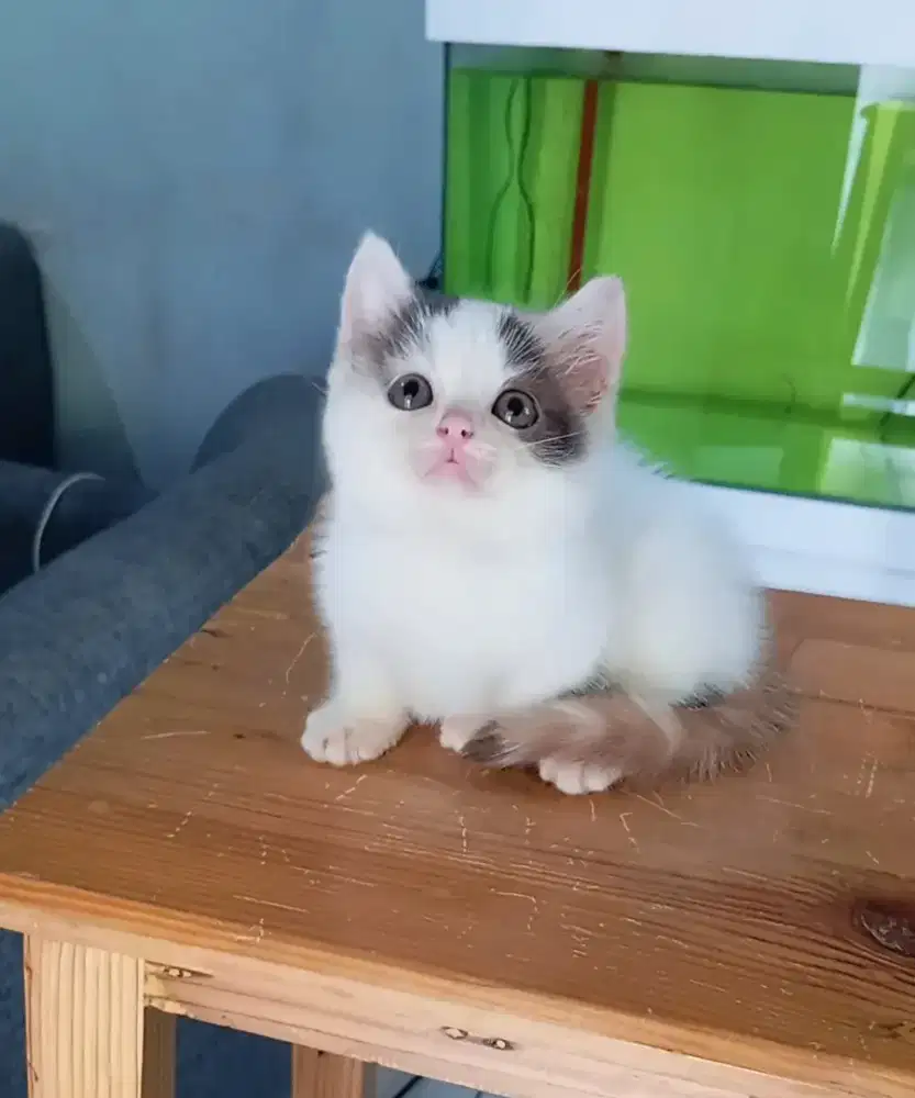 BSH MUNCHKIN CALICO