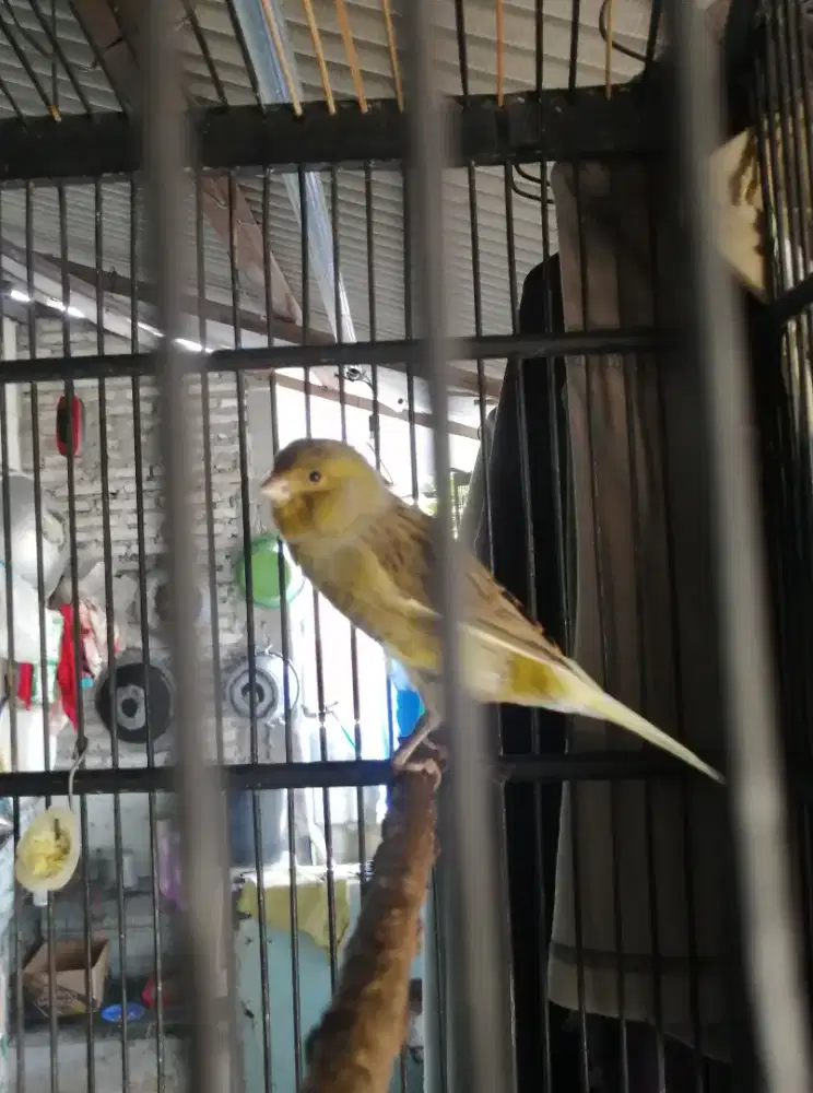 Burung kenari ijo f1 ngriwik