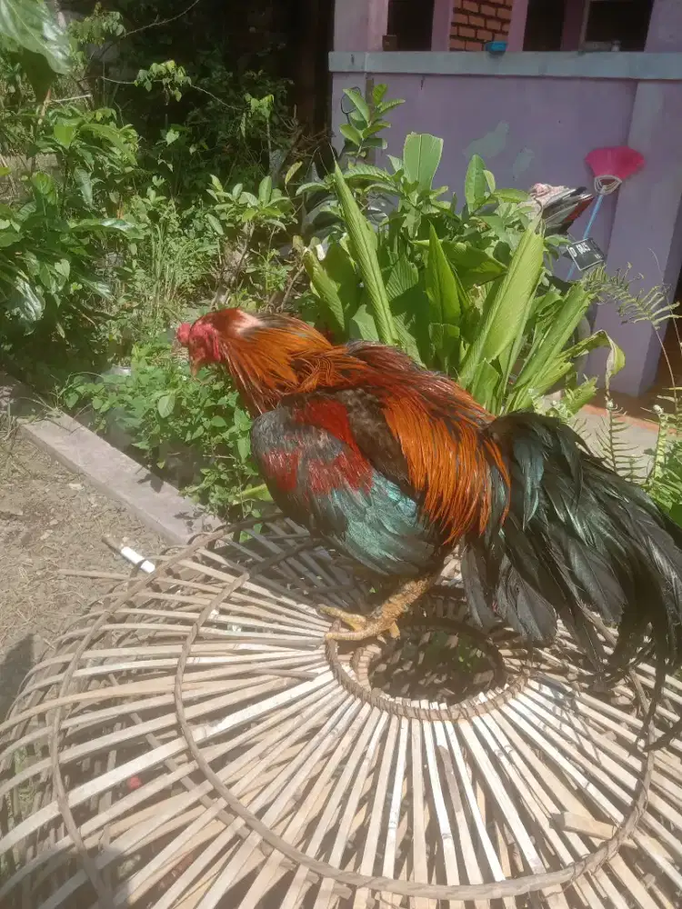 Ayam 4 darah mantap win 3 x vidio ada lawan ko Taji super jos mantap