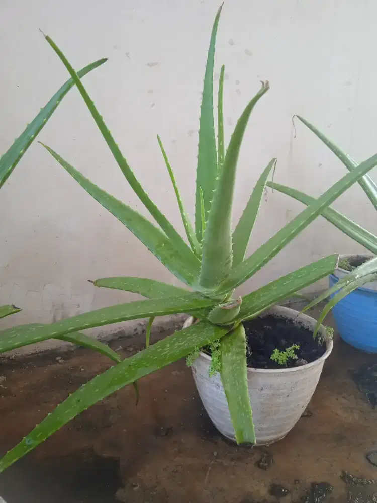 Jual bunga lidah buaya
