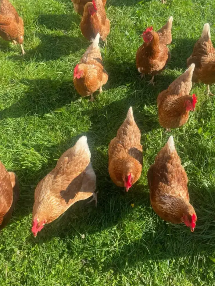 Ayam petelur siap produksi