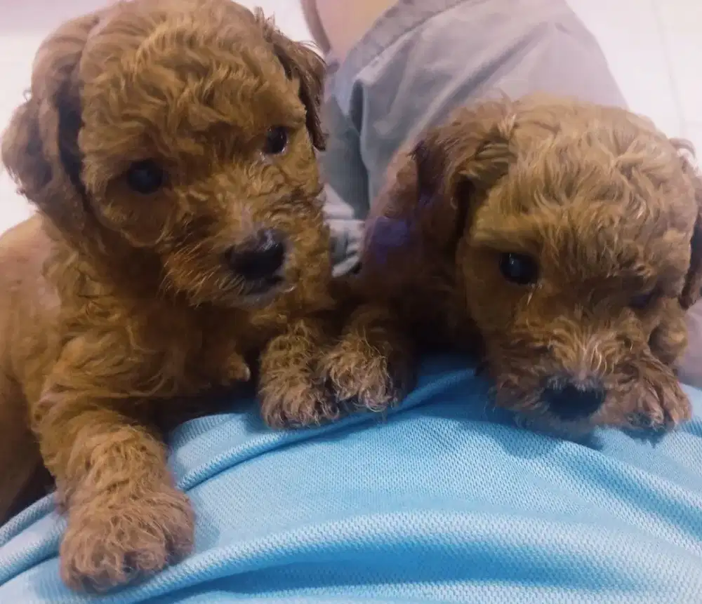 Anjing puppy poodle ras asli jual borongan sehat lincah cantik gemoy