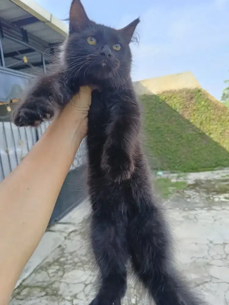 Kucing kitten mainecoon