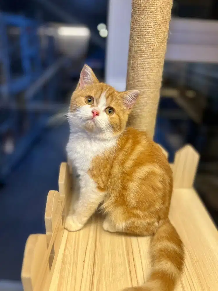 Kucing british shorthair anakan import