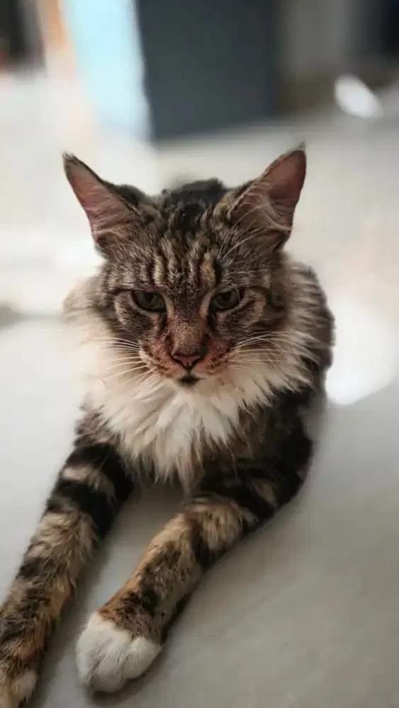 Mainecoon pure nonped