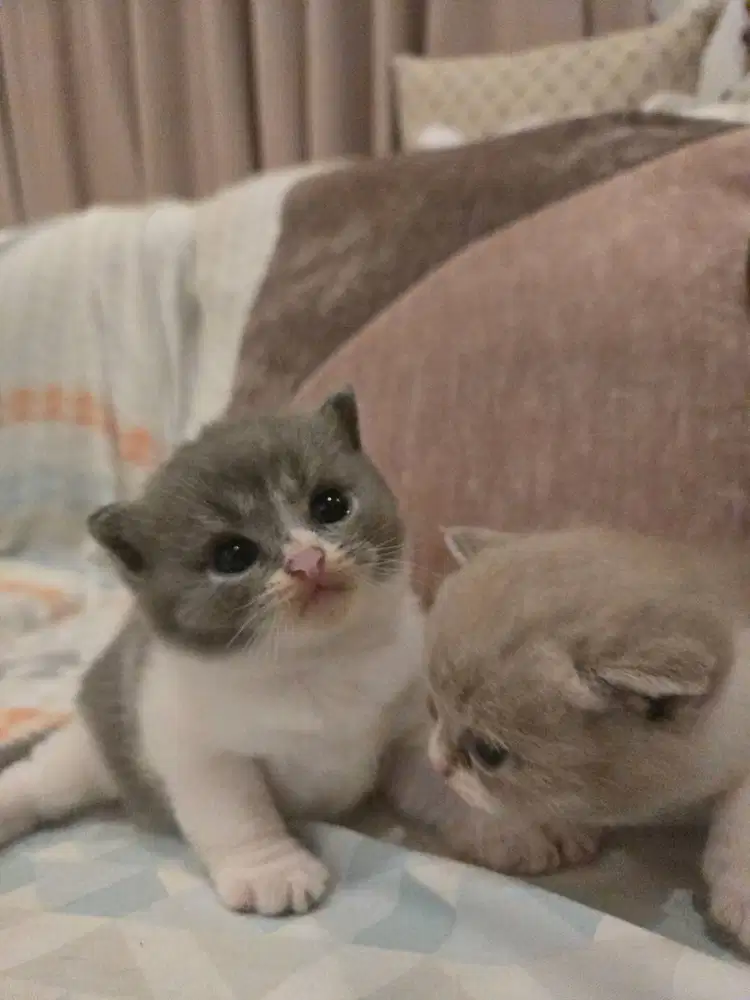 Kitten British Shorthair