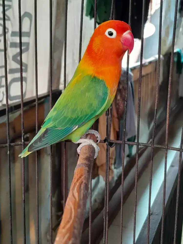 Love bird Biola