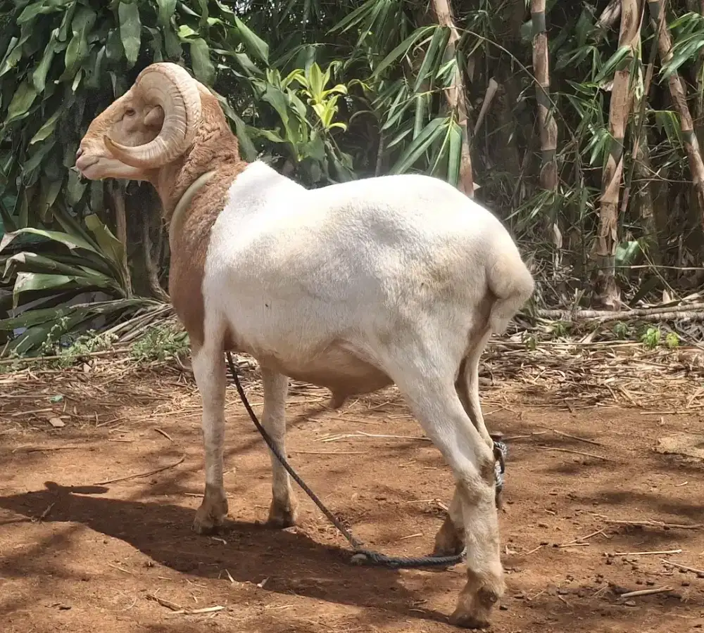 Domba qurban Padasuka atas