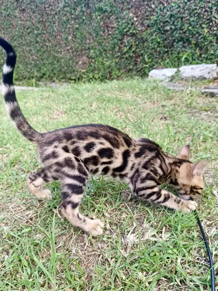 Kucing kitten jantan