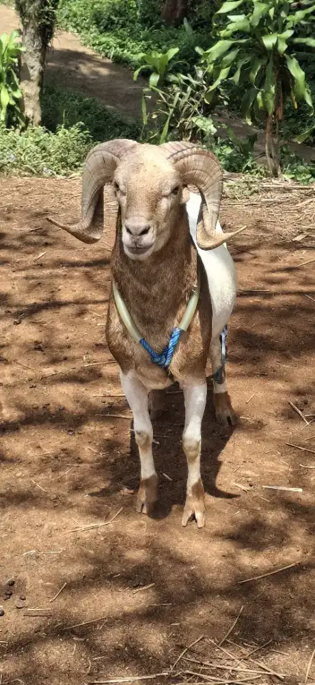 Domba qurban Padasuka atas