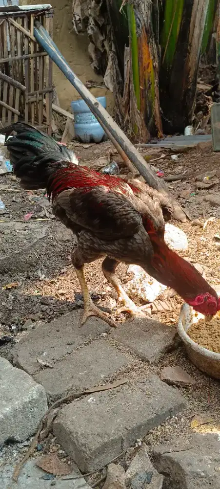 Ayam Bangkok shamo