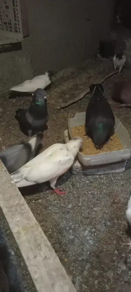 Merpati pos mix lokal