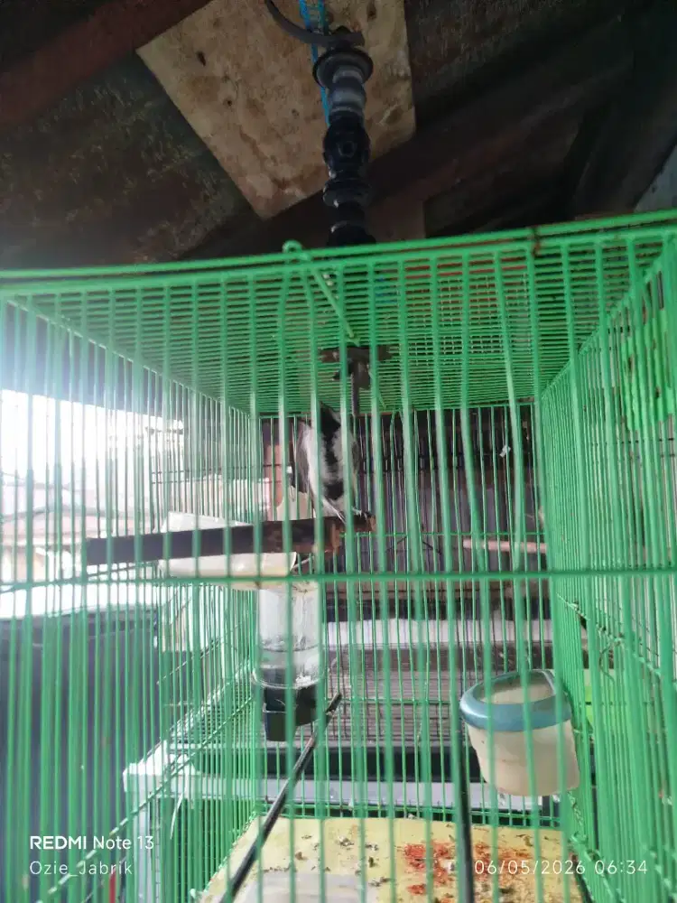 Glatik batu bunyi sama kandang besi kotak