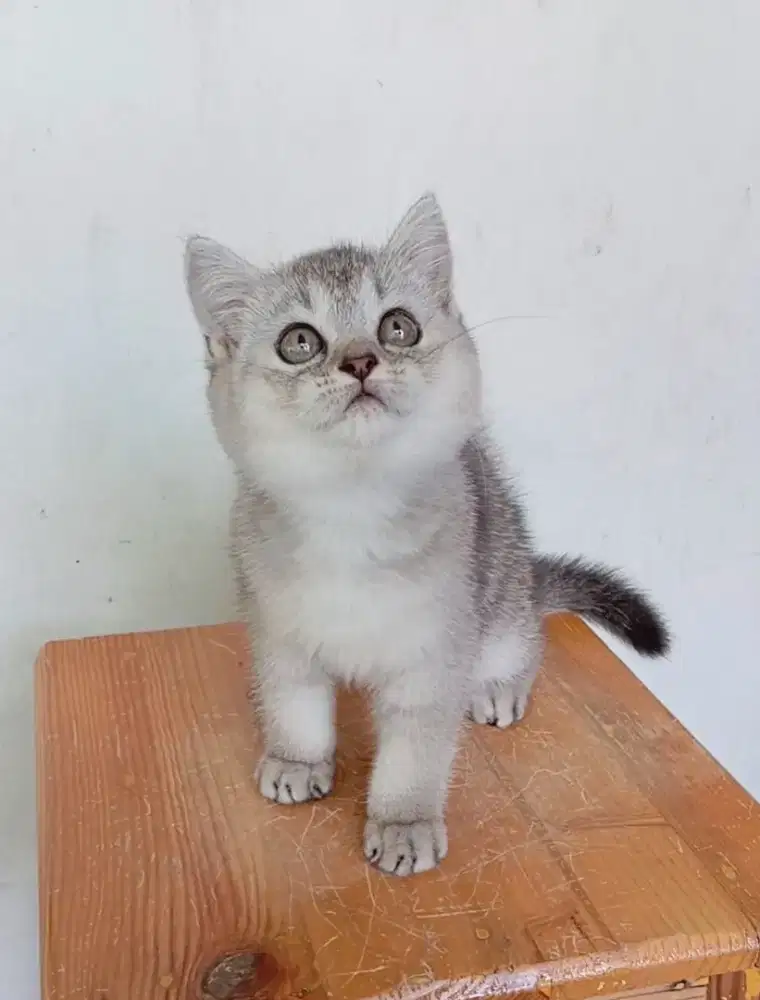 BRITISH SHORTHAIR / BSH SILVER