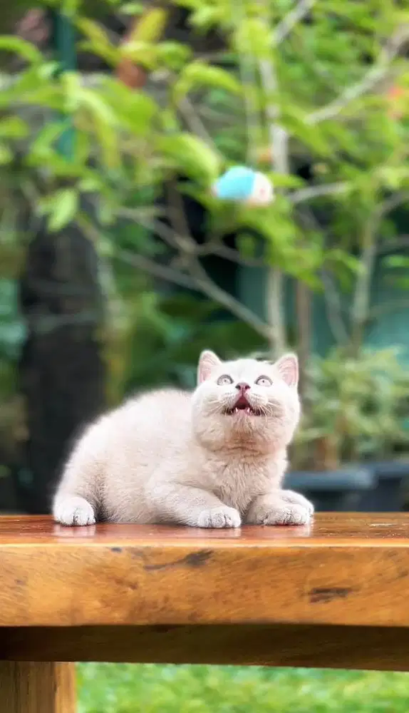 BRITISH SHORTHAIR pedigree